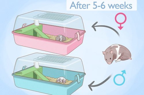 Riproduzione di hamsters in casa