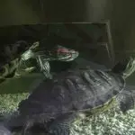 Reproduction of red-eared turtles: mating and breeding at home (video)