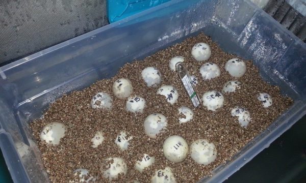 Reproduction of red-eared turtles: mating and breeding at home (video)