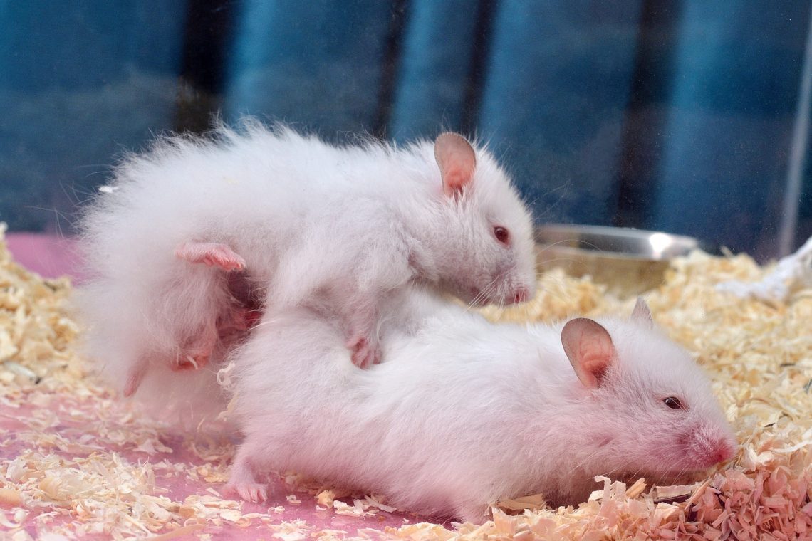 Reproduction of Syrian hamsters (mating and breeding)