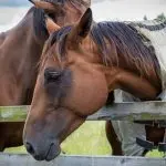 Research Findings: Horses Turn to Humans for Help