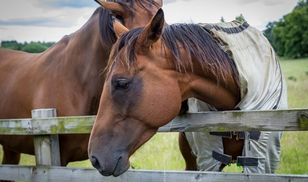 Research Findings: Horses Turn to Humans for Help