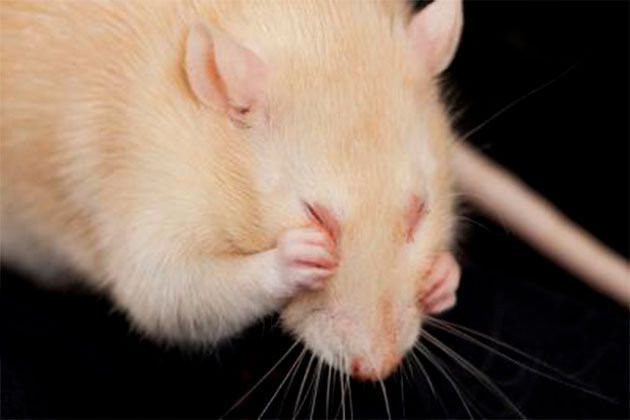 Respiratory mycoplasmosis in rats