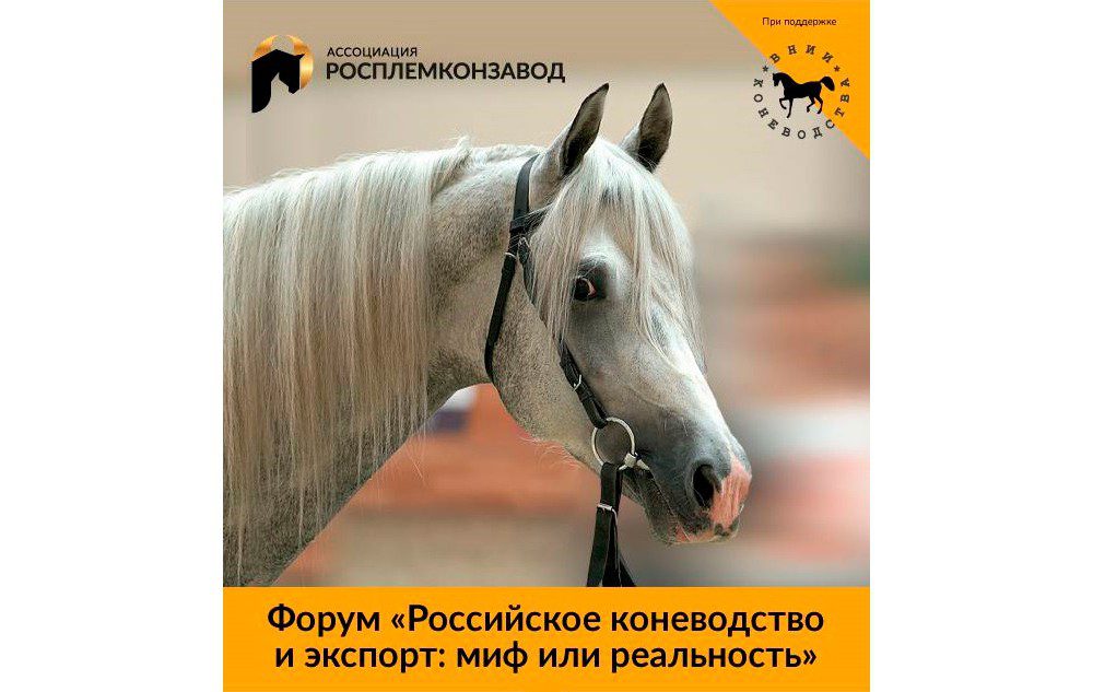 Results of the forum &#8220;Russian horse breeding and export &#8211; myth or reality&#8221;