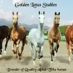 Results of the forum “Russian horse breeding and export – myth or reality”