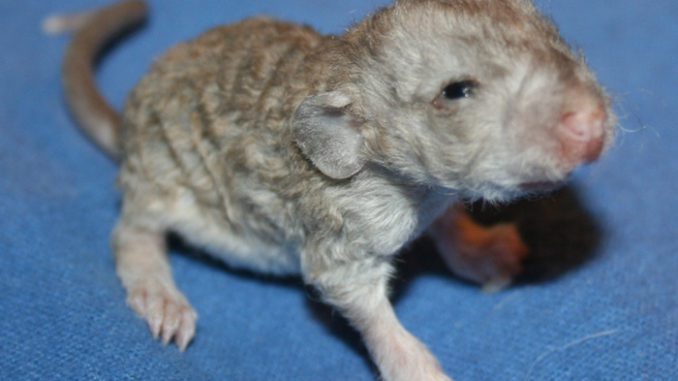 Rex rat (photo) - a curly variety of a decorative pet