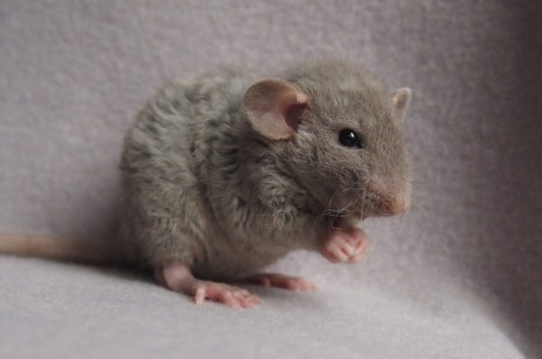 Rex rat (photo) - a curly variety of a decorative pet