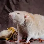Rex rat (photo) – a curly variety of a decorative pet
