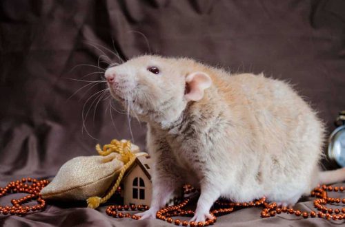 Rex rat (photo) &#8211; a curly variety of a decorative pet