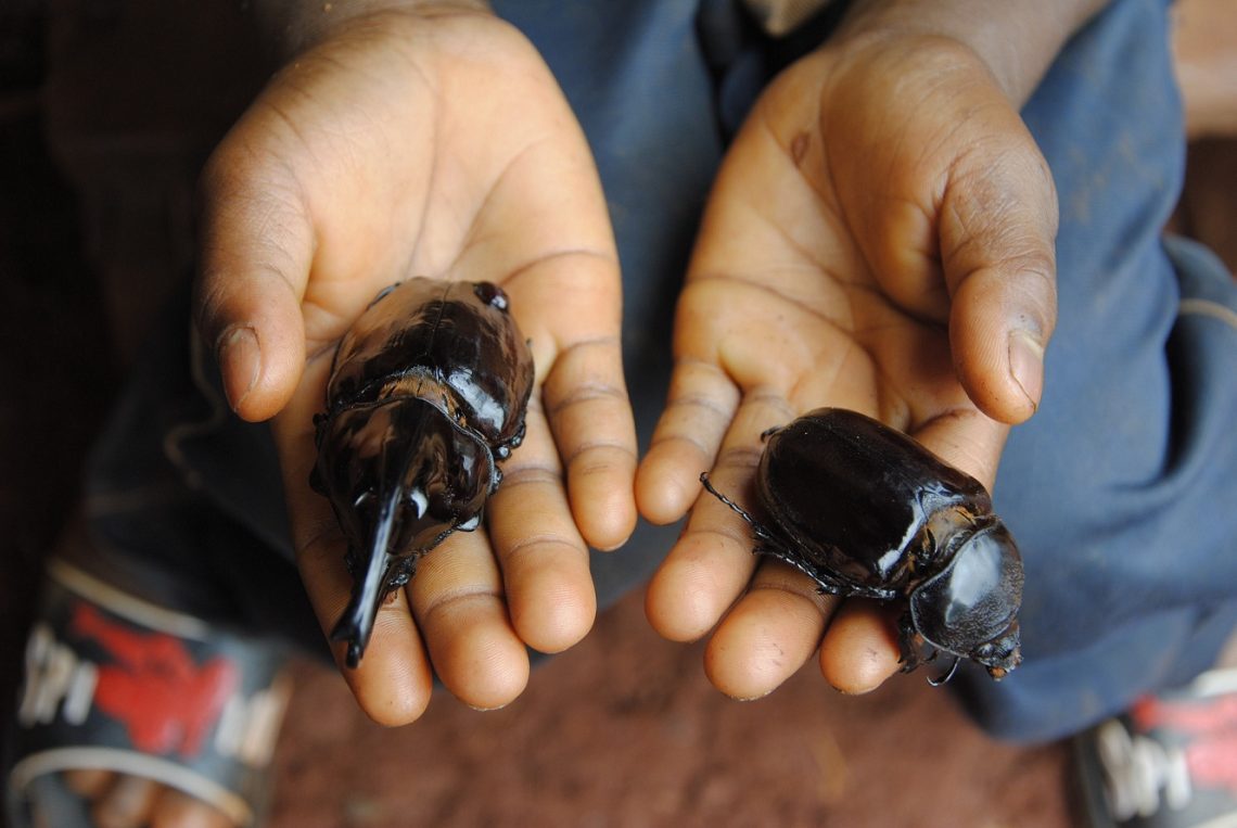 Rhinoceros beetles: lifestyle features, what can eat and human impact on its population