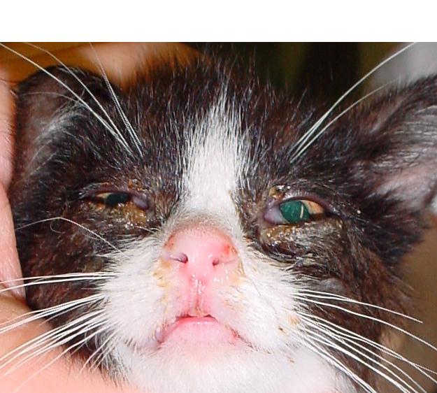 Rhinotracheitis in cats: causes, symptoms and treatment