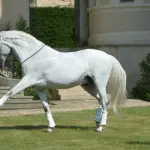 Riding skills training: learning to follow the movements of the horse