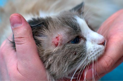 Ringworm in a domestic cat: symptoms, treatment and prevention