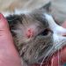 Signs of stomatitis in cats and its treatment