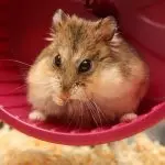 Roborovsky hamster: habitat, rules of keeping, care and reproduction