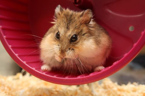 Roborovsky hamster: habitat, rules of keeping, care and reproduction