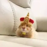 Royal hamster (photo)