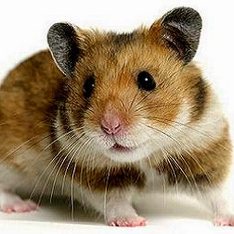 Royal hamster (photo)