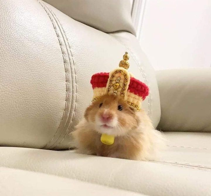 Royal hamster (photo)