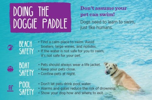 Rules for safe swimming with a dog on a boat