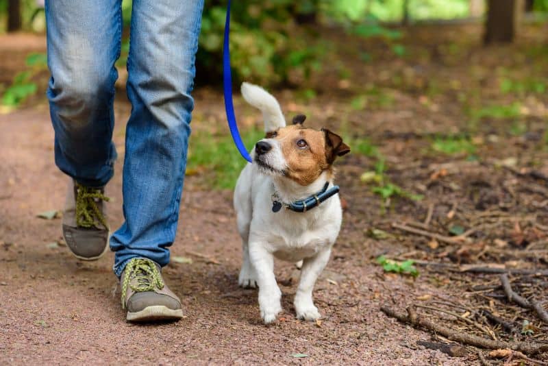 Rules for visiting the dog walking area