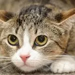 Runny nose in cats: causes of rhinitis in cats and how to treat feline rhinitis