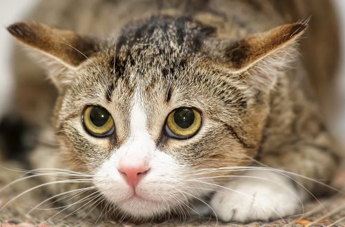 Kasside nohu: kasside riniidi põhjused ja kasside riniidi ravi