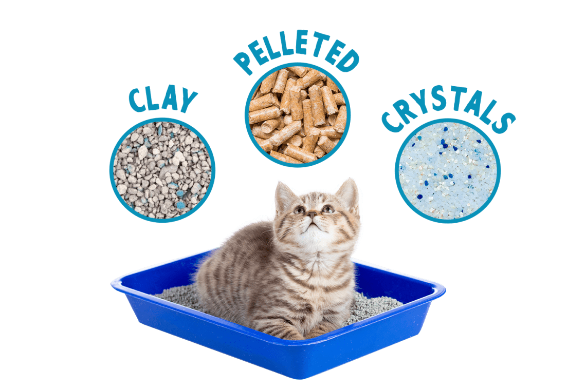Safe litter for kittens, food and toys: what your pet will need for the first time