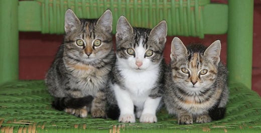 Safe litter for kittens, food and toys: what your pet will need for the first time