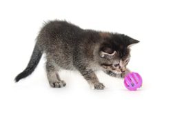 Safe toys and games for kittens