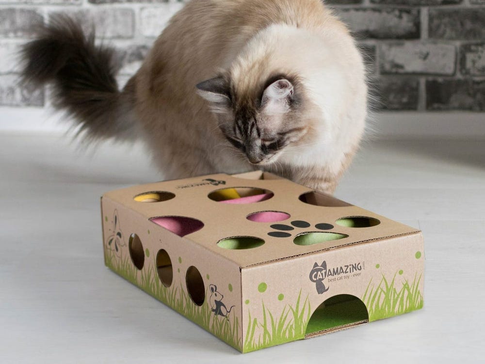 Safe toys and games for kittens