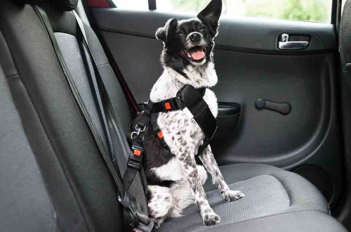 Safe travel with a dog by car: what is it