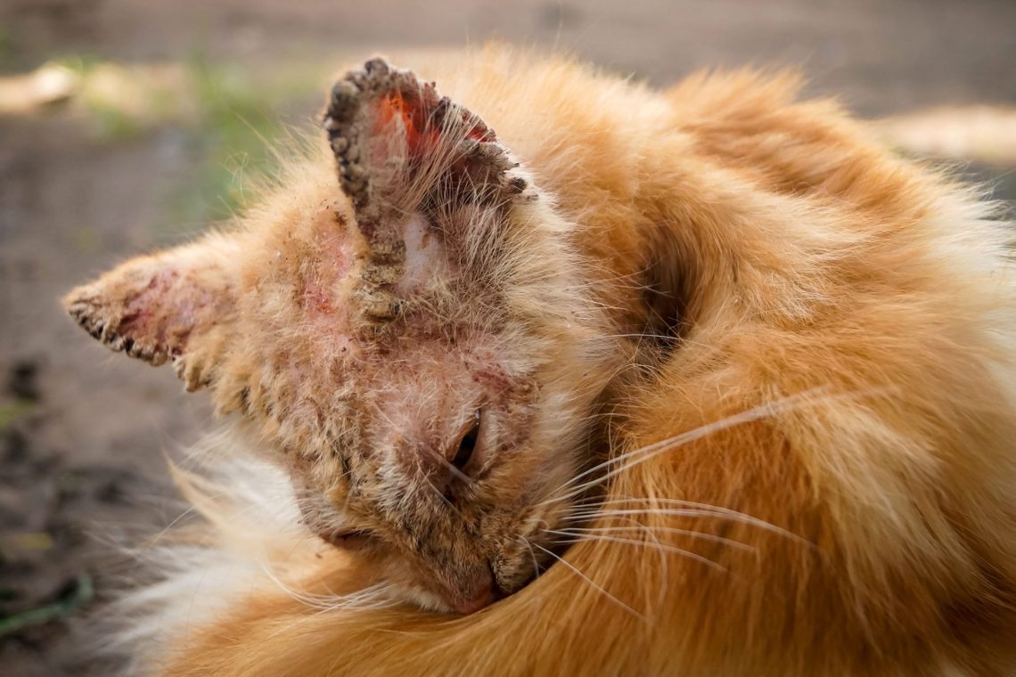 Sarcoptic mange in cats: causes of the disease and treatment regimen