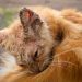 Toxocariasis in cats: symptoms and treatment