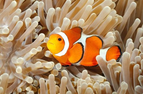 Save the planet! Aquarists have saved 30 species of fish from extinction