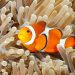 A fish is also a person! Aquarists Surprised by New Study