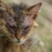 Eczema in cats: symptoms and treatment