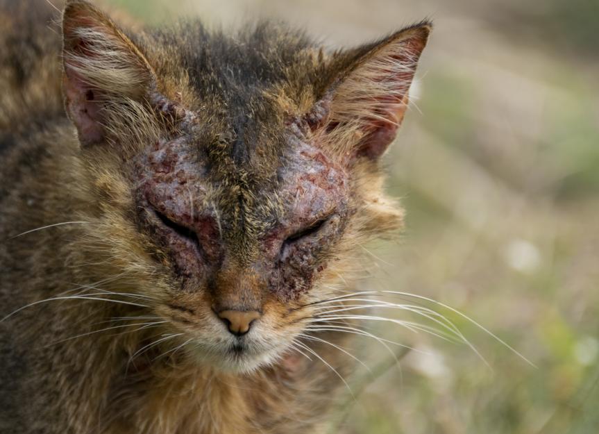 Scabies in cats: causes and treatment