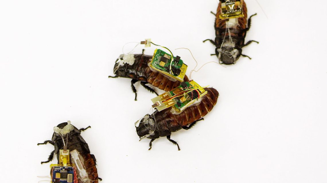Science uses insects to make cyber prostheses