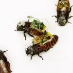 Science uses insects to make cyber prostheses