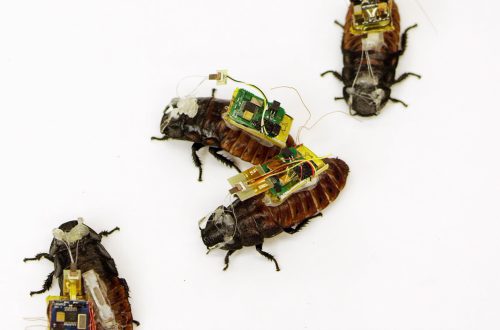 Teadus kasutab küberproteeside valmistamiseks putukaid