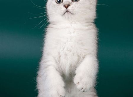Scottish fold kittens: choice, nickname and care