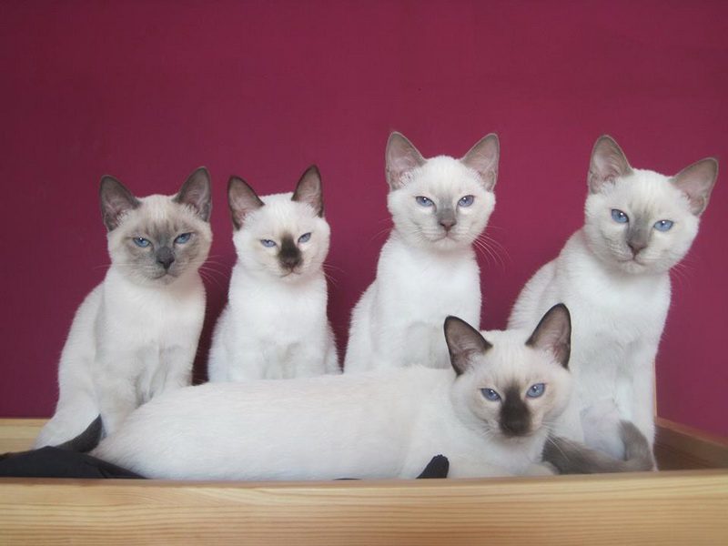 Seal point, tabby, blue, red and other colors of Thai cats