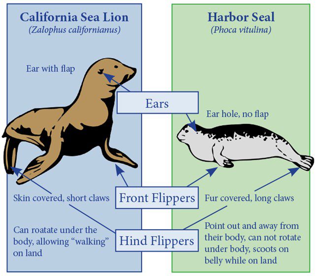 Seals under the skin of a dog: common types and everything you need to know