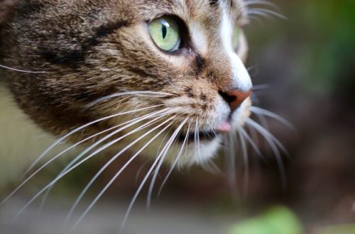 Secrets of the cat&#8217;s whiskers