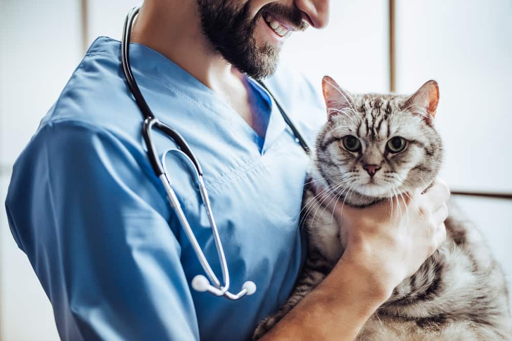 Seizures in cats: causes of an attack, treatment and prevention