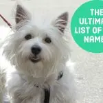 Selection of nicknames for dogs – girls by breed, color and character
