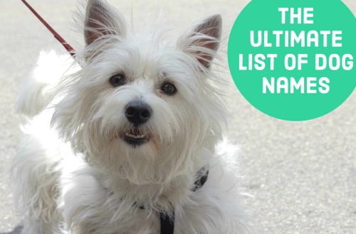 Selection of nicknames for dogs &#8211; girls by breed, color and character