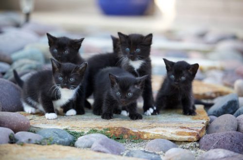 Selection of the best kitten from the litter