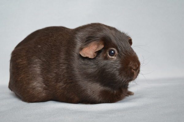Self breed guinea pig (English) - photo and description